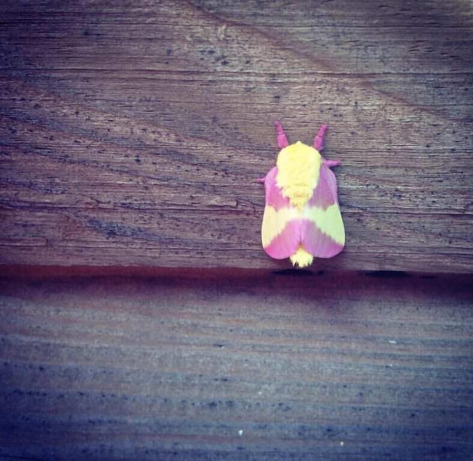 A visit from the Rosy Maple moth