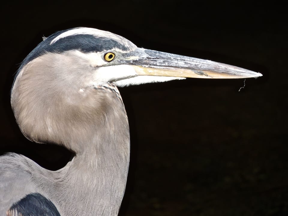 Ding Darling Nature Reserve