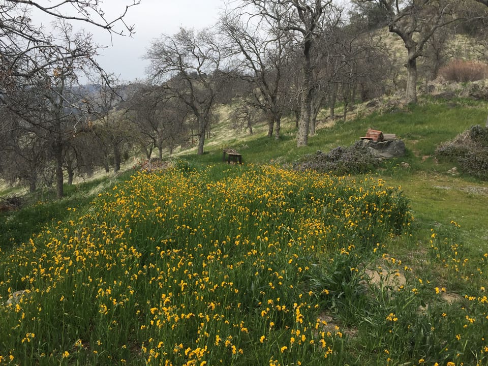 The hillsides are spectacular in Spring. 