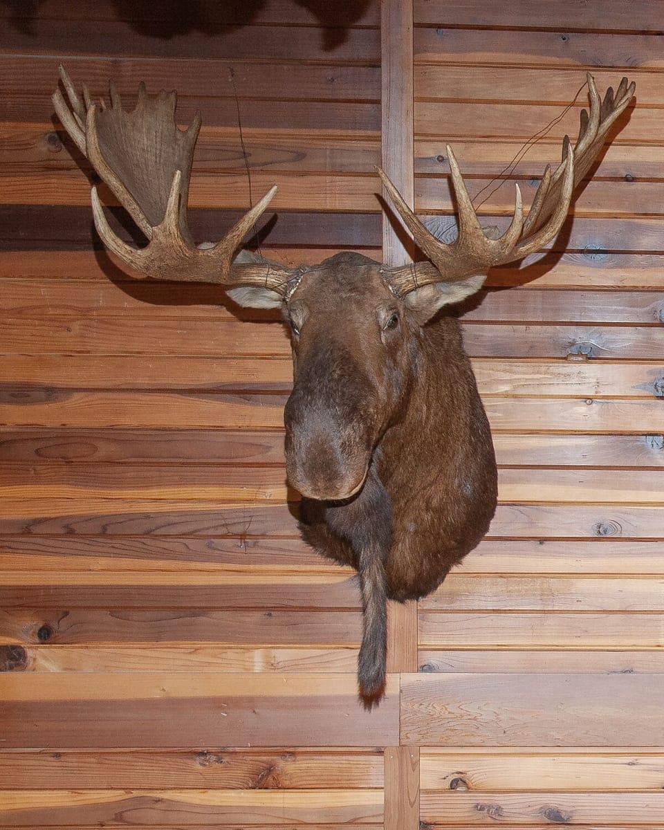 Our beloved moose was named, Martin,by some of our guests.