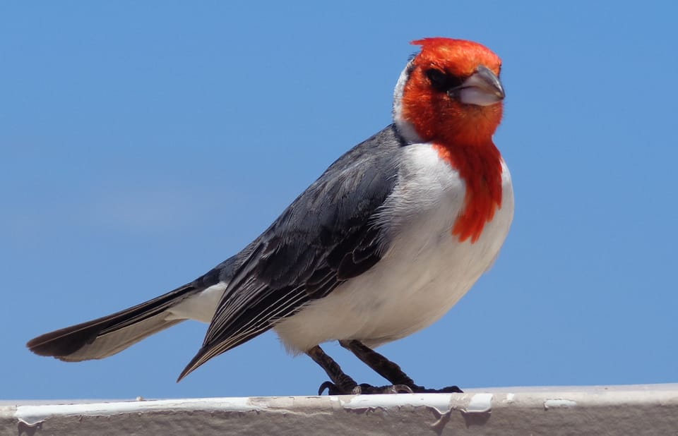 Wildlife you can see from lounging on the private cabana.