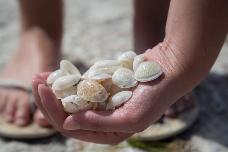 Loads of shells for the kids.  I have shell brochures to help identify them.  