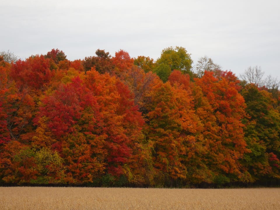 Fall colors