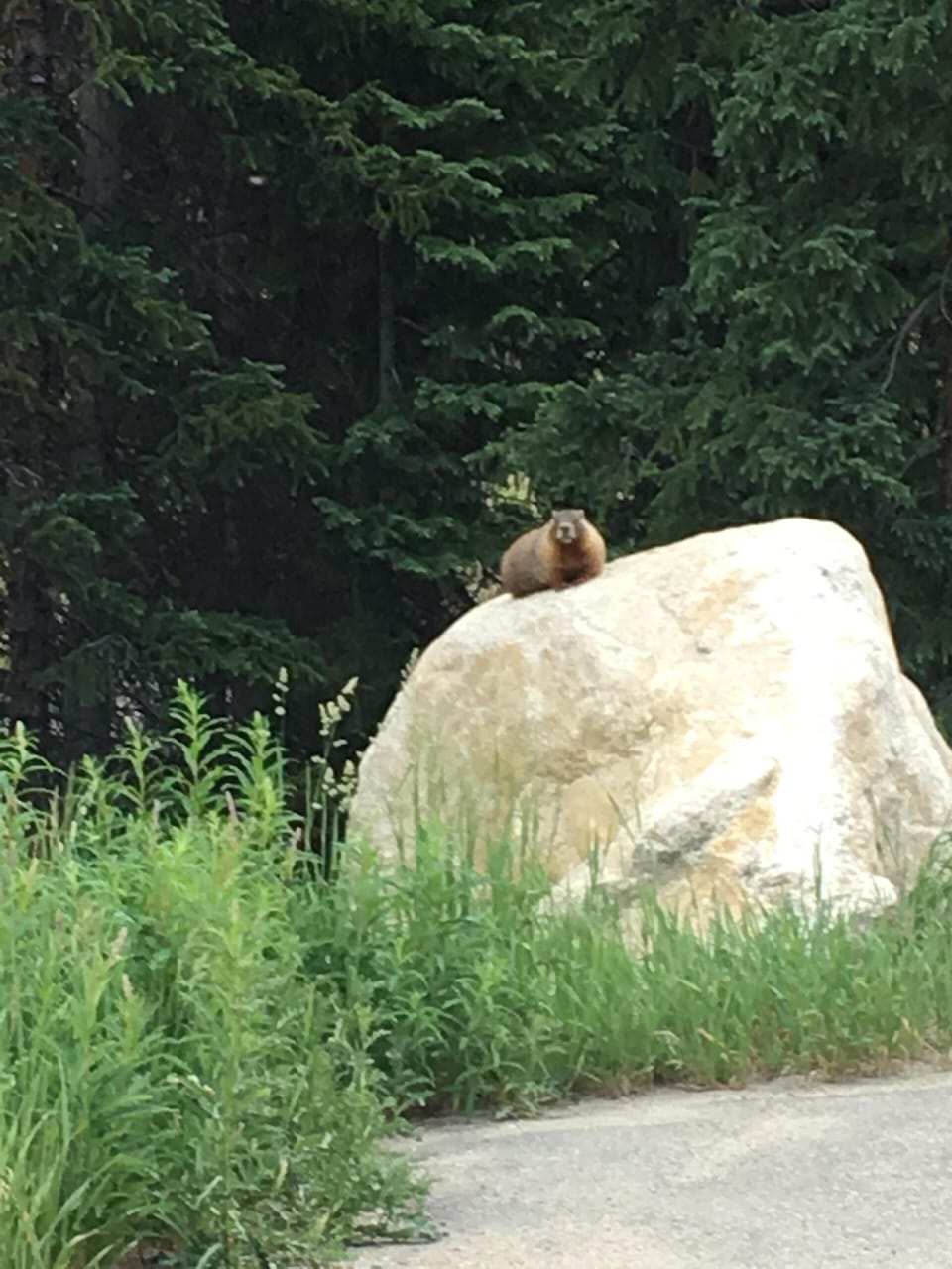 One of our neighbors hanging out in the parking lot