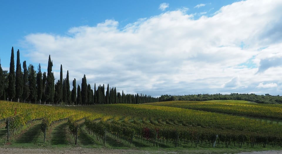 Villa Arceno vineyards & medieval hill town of San Gusme; open for Winetasting