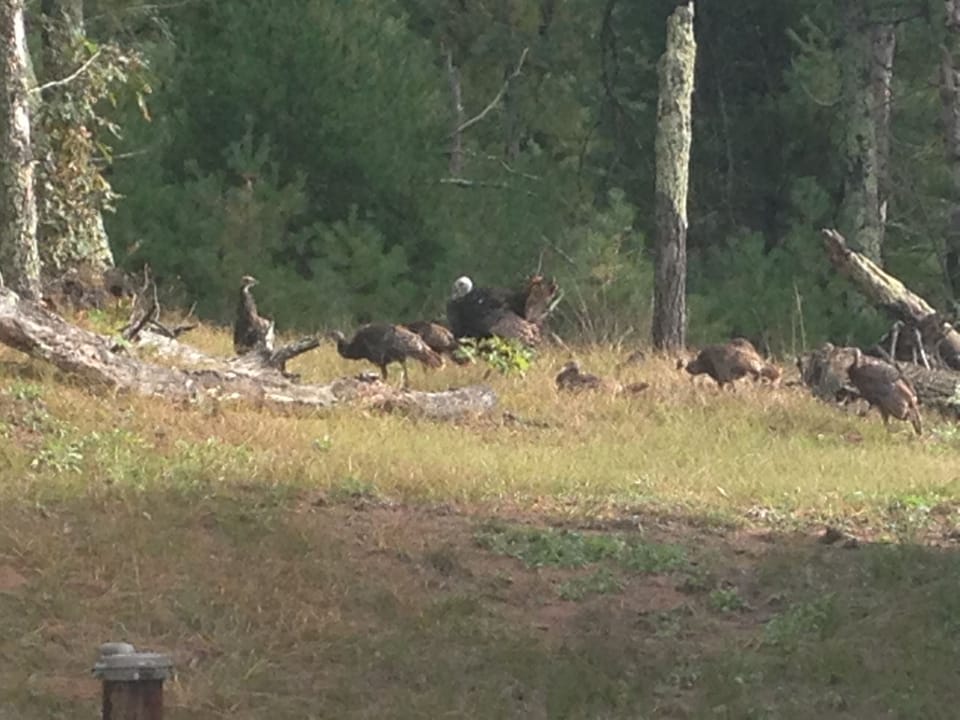 Wildlife all around including turkeys I captured behind our home