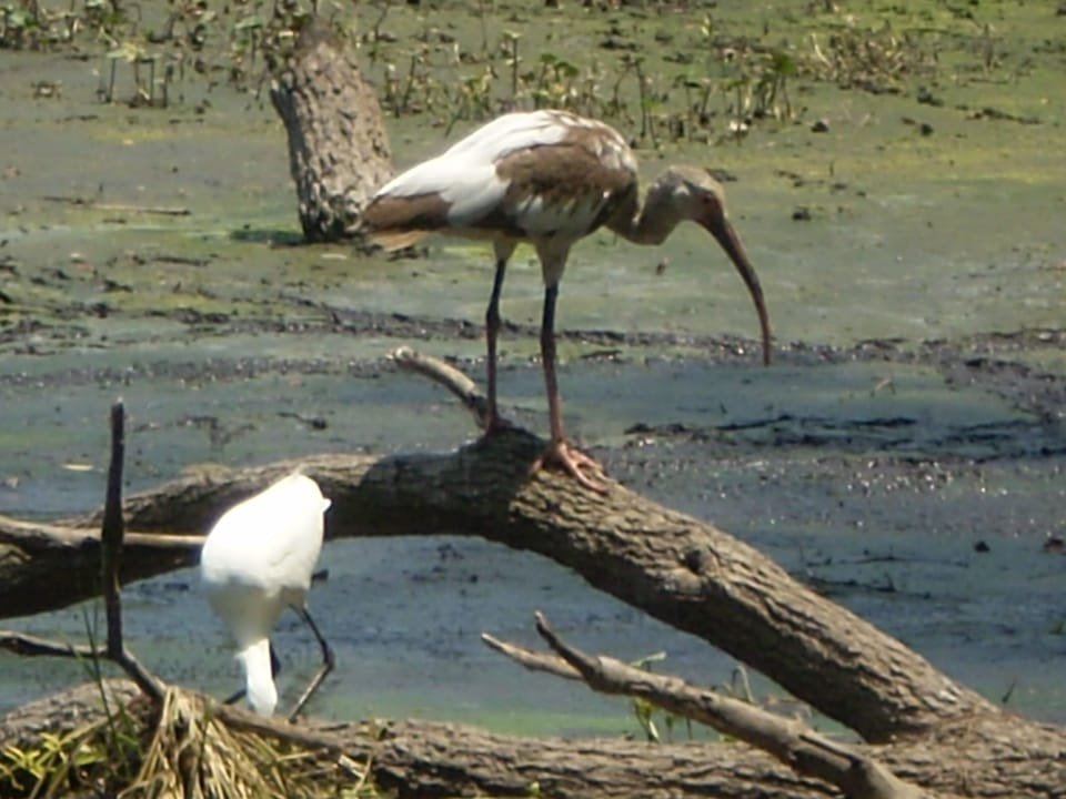 Home to some fine creatures