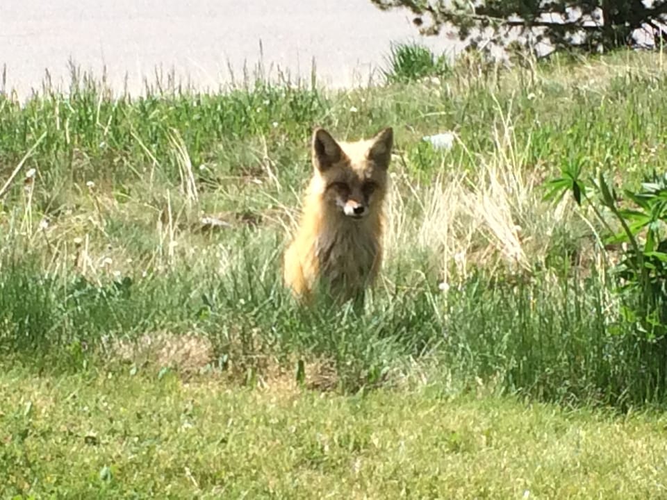 The Tyra fox in front of our patio door