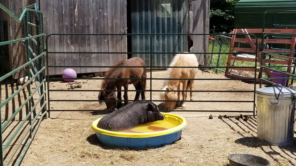 suede Wrangler and Peyton Pig