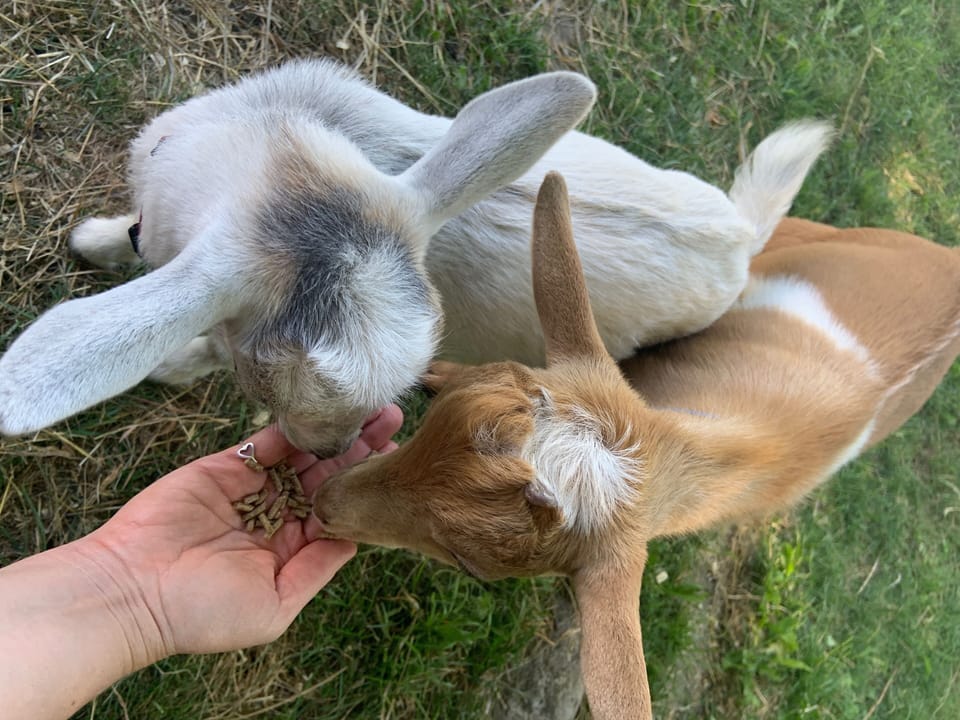 Hops and Tom, our Nigerian Dwarf Goats.
