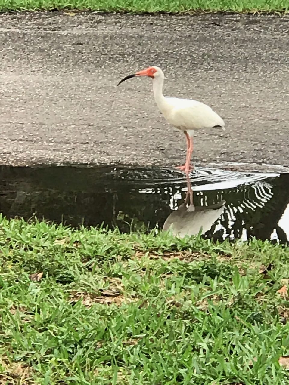 Water wildlife birds are often seen near the bay at the end of the street.