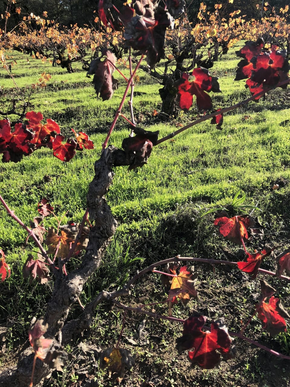 walk to the vineyards