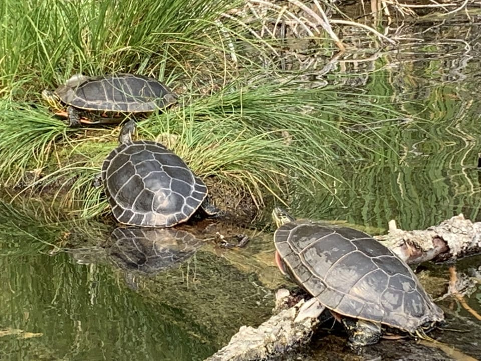 Painted Turtles that can be found on the shore at Lake Lillian