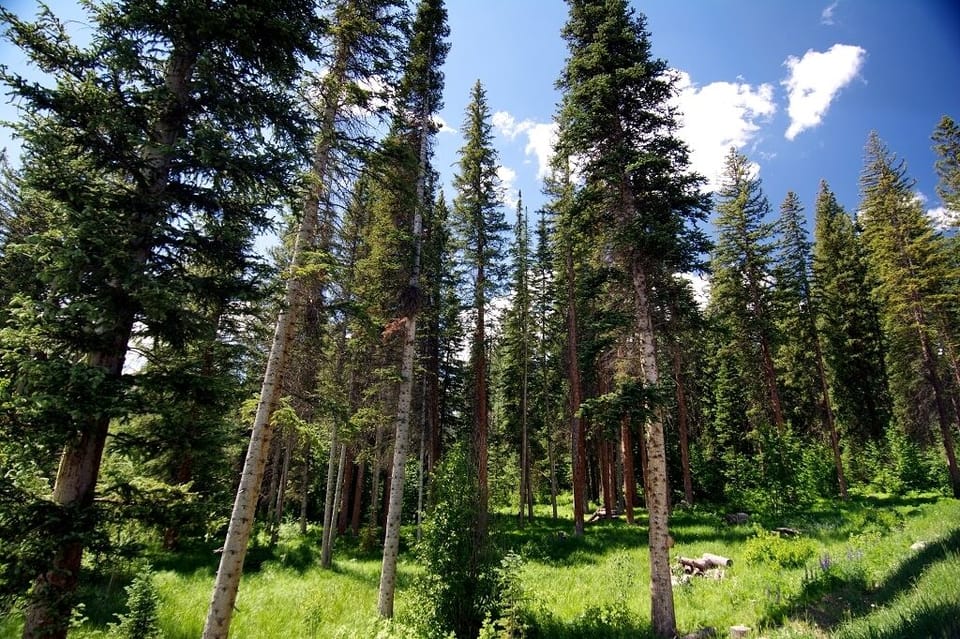 Some of the beautiful woodland on the property directly in front of the townhome
