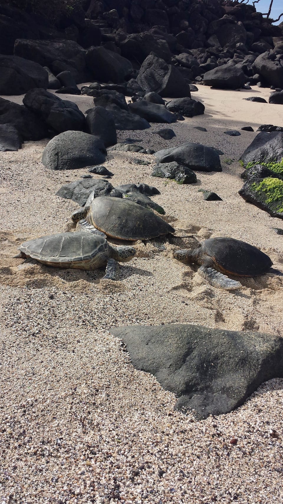 Turtles out Front!