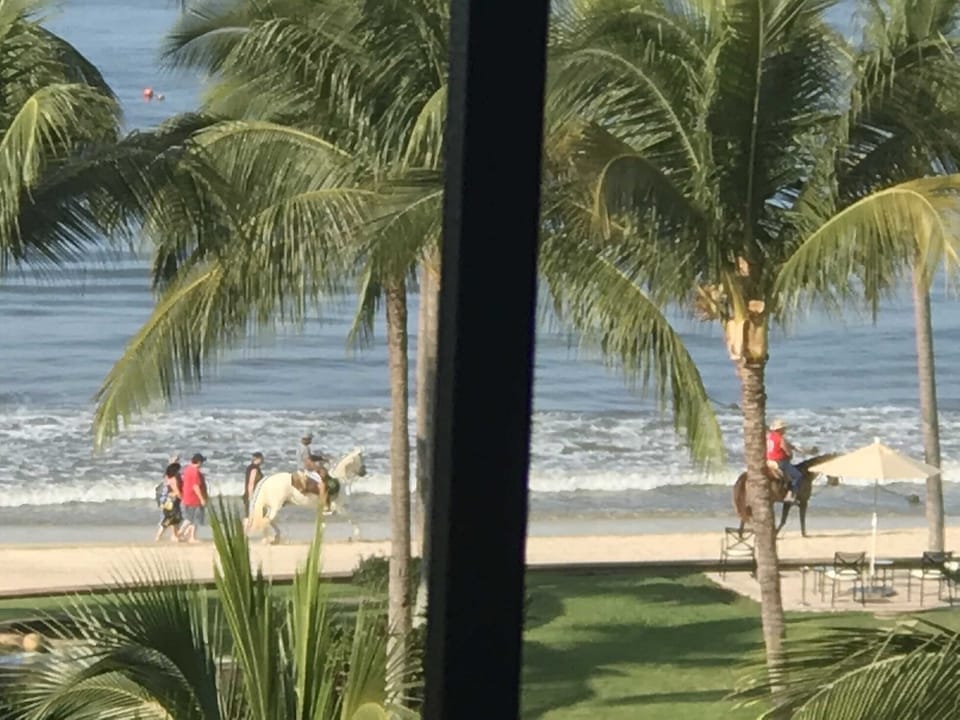 Horses on the beach