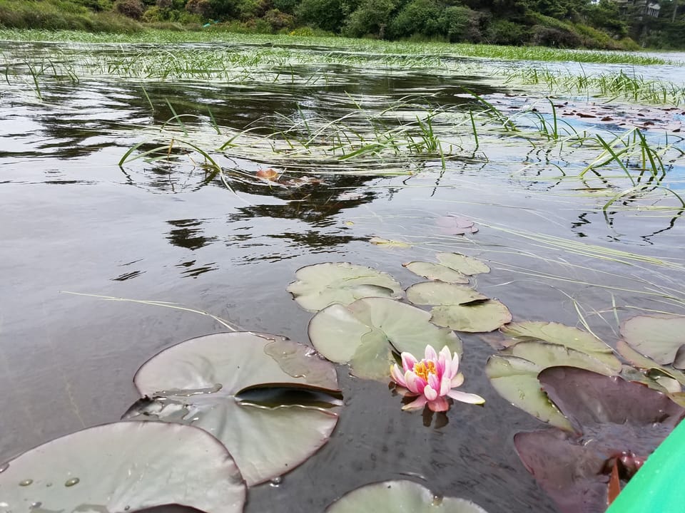Lily pads and flower, June 2017 taken from Kayak