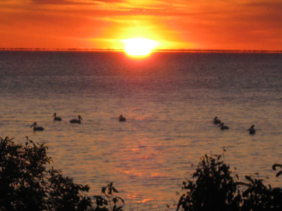 The Pelicans love Riley's Point as much as we do.