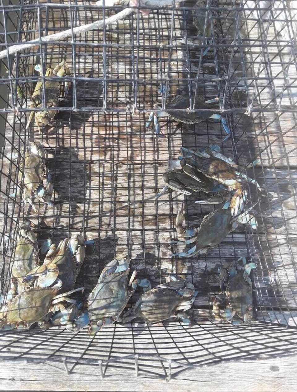 You can crab off our pier