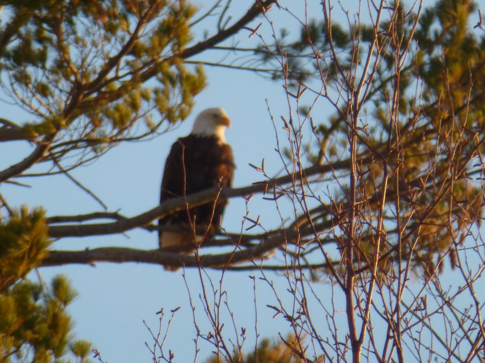 Eagles nest down the beach a ways! 