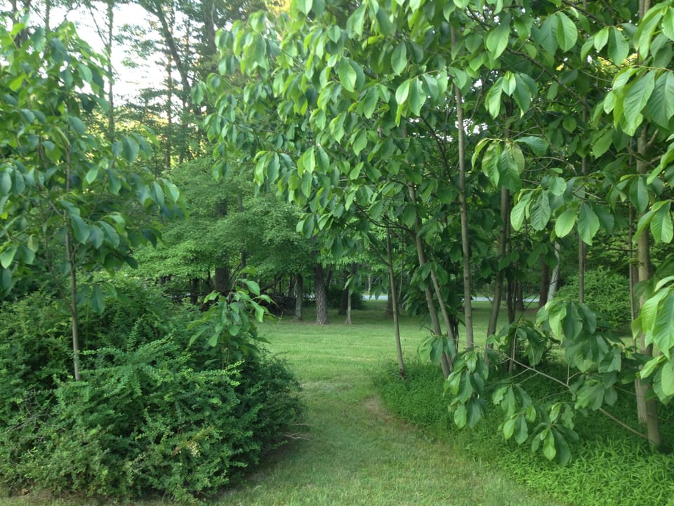 3 acres to explore: half is wooded, half is open and park-like