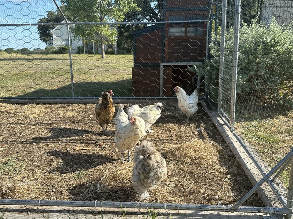 Chicken coup in west yard.