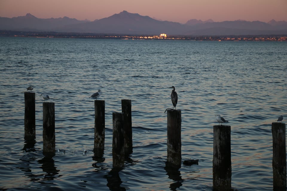 Many seabirds including eagles