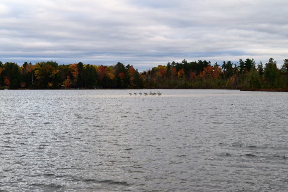 A flock of sand hill crains hanging out on the lake on a brisk fall day!