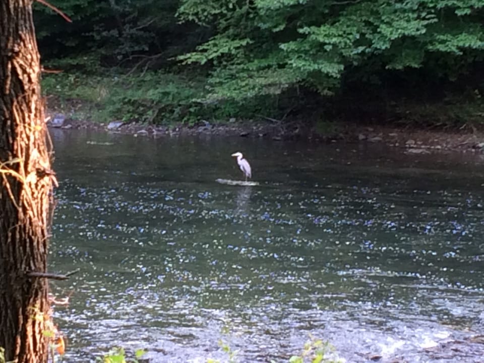 Blue Heron on Penns Creek in front of Bear Den Cottage
