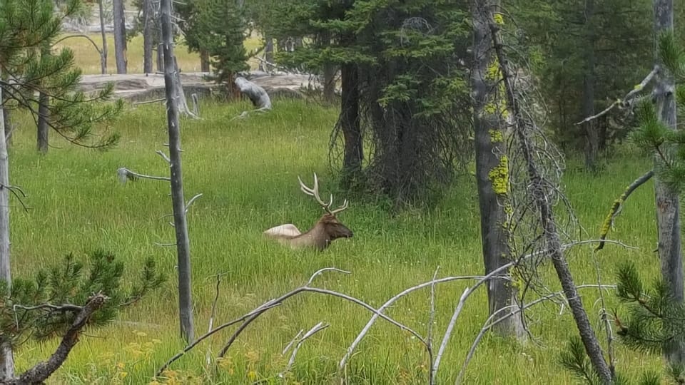 A solitary bull elk relaxing in the early summer grass.