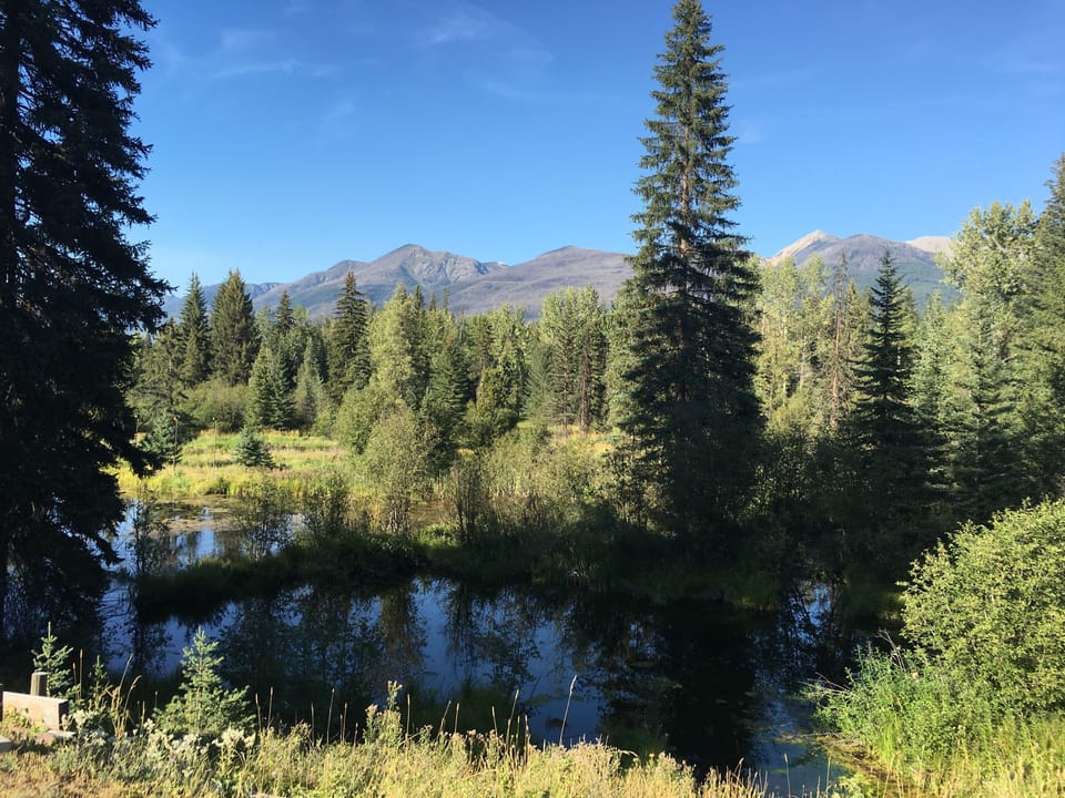 View from back deck in summer overlooking the pond.
