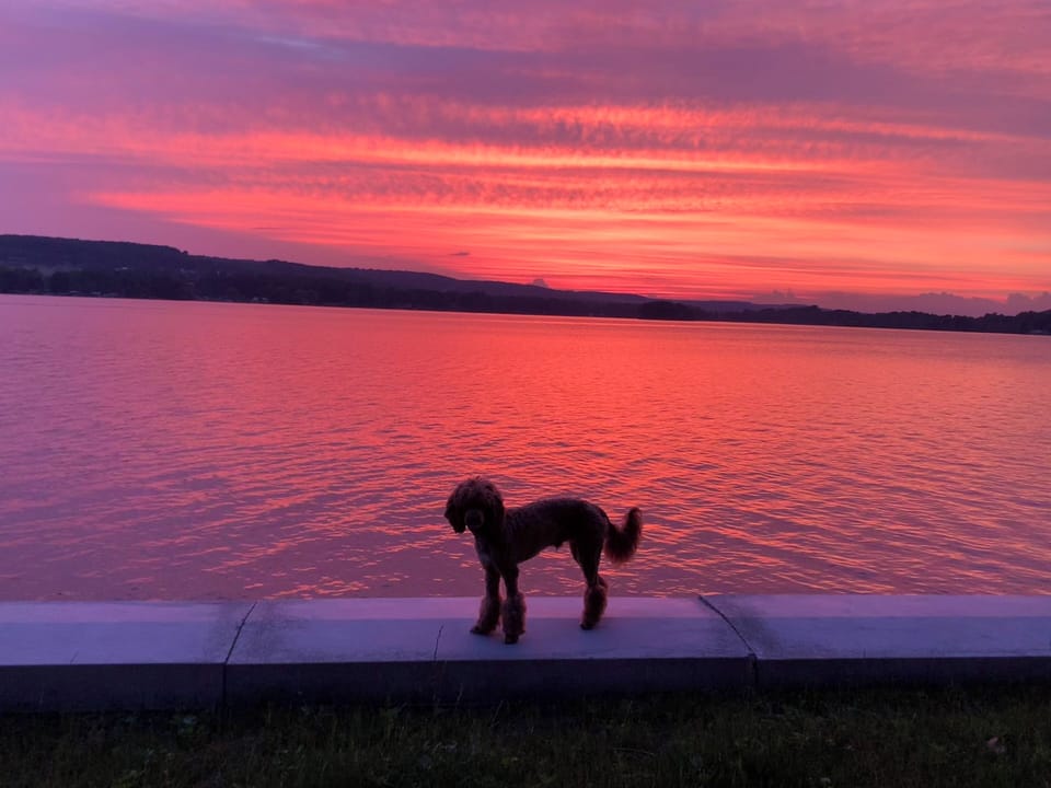 Pet friendly- enjoying the sunset from the seawall