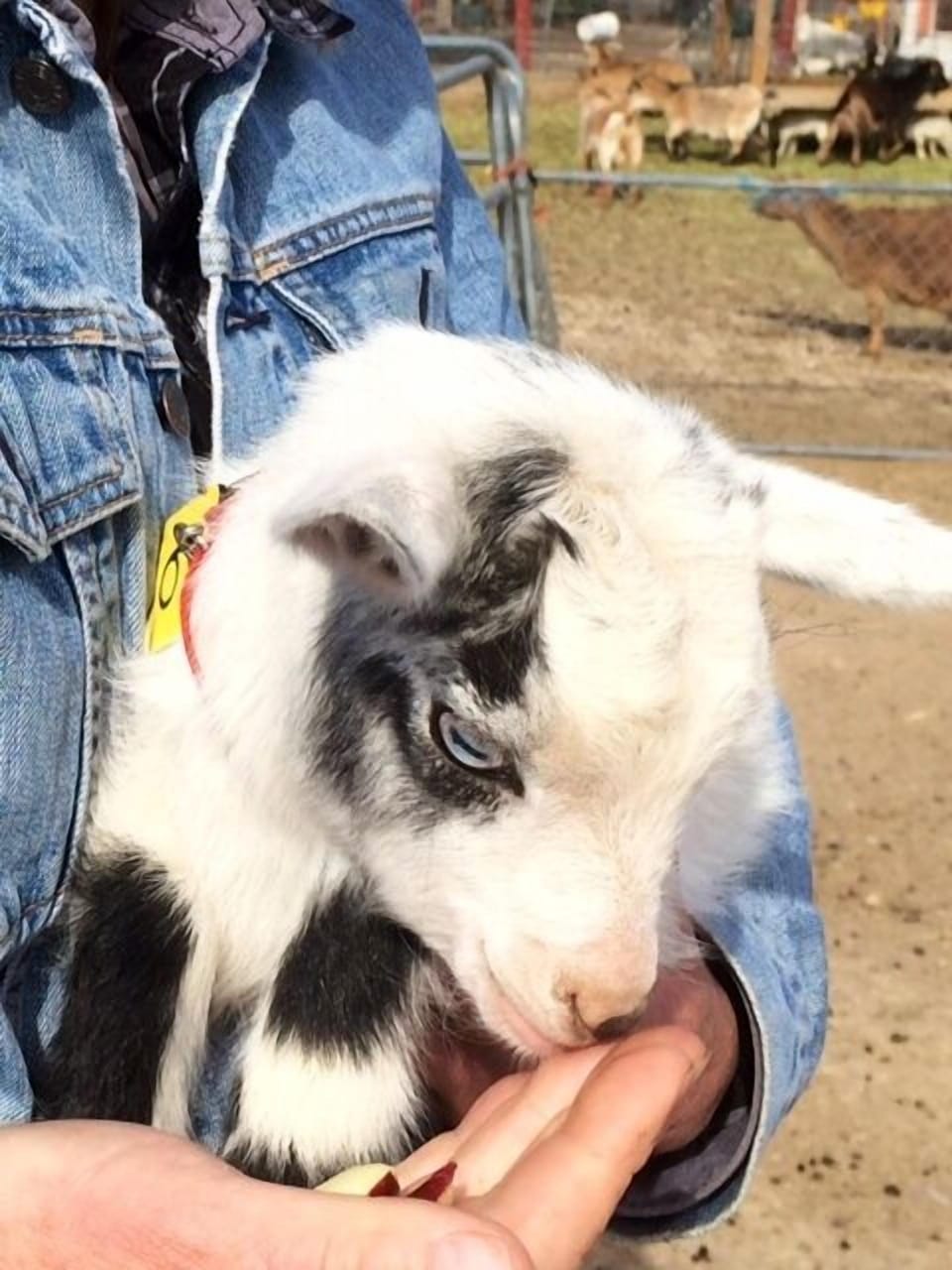 our latest addition, a Pygmy Goat!!