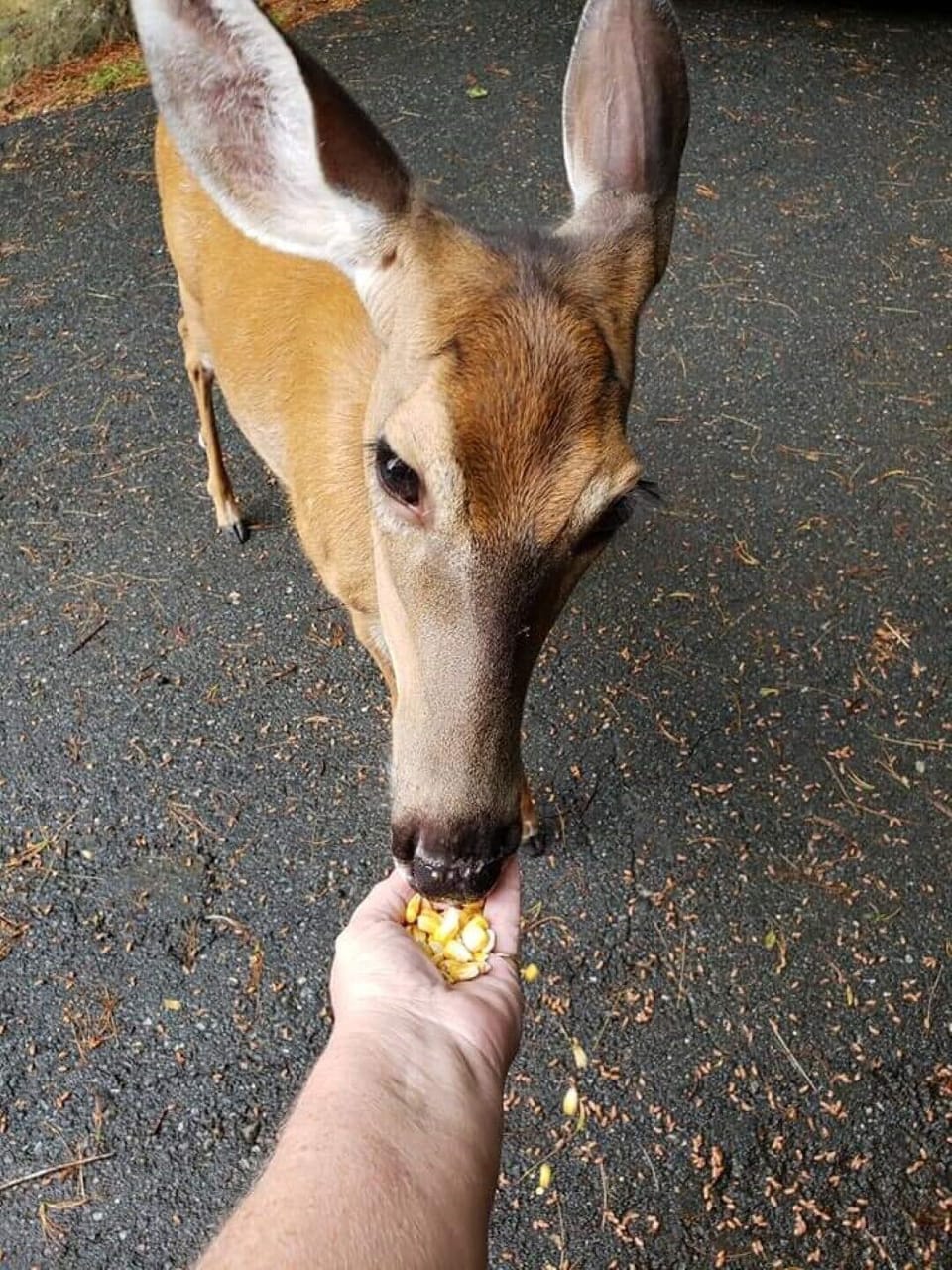 Daily visits from deer