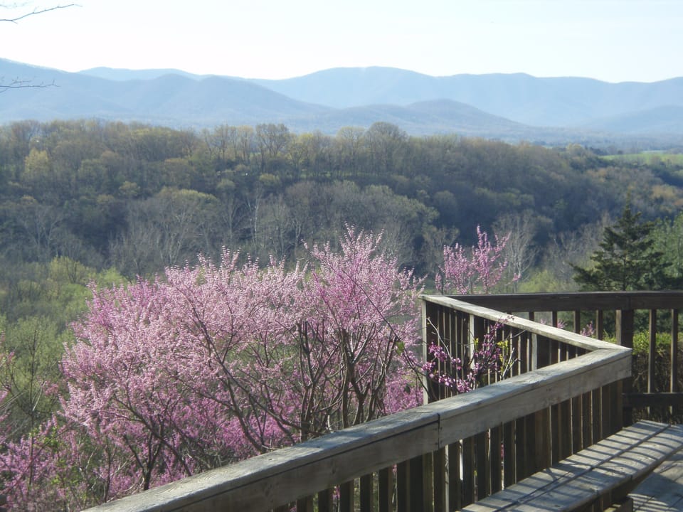 Springtime in the Shenandoah Valley and the Redbuds are in full bloom.