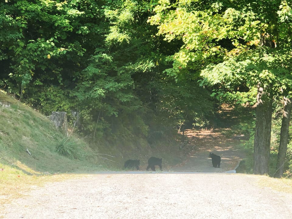 October 2019 - Bears Going Down Drive (guest provided)