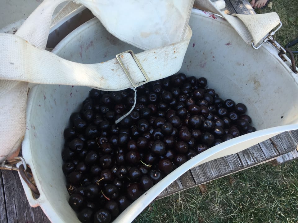 Pick cherries within minutes of the house, in season. 