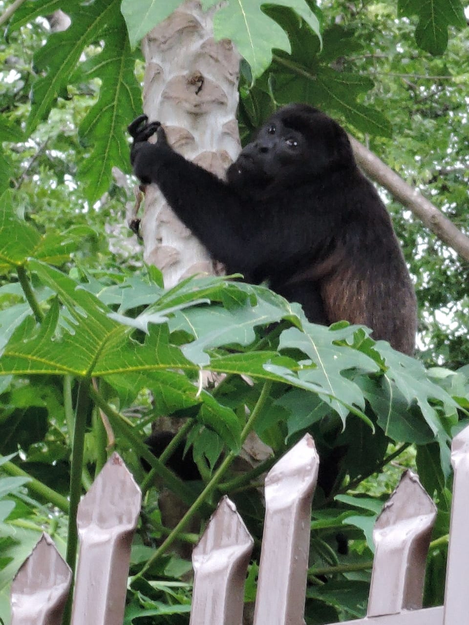 Monkeys hanging out at Casa Ela.