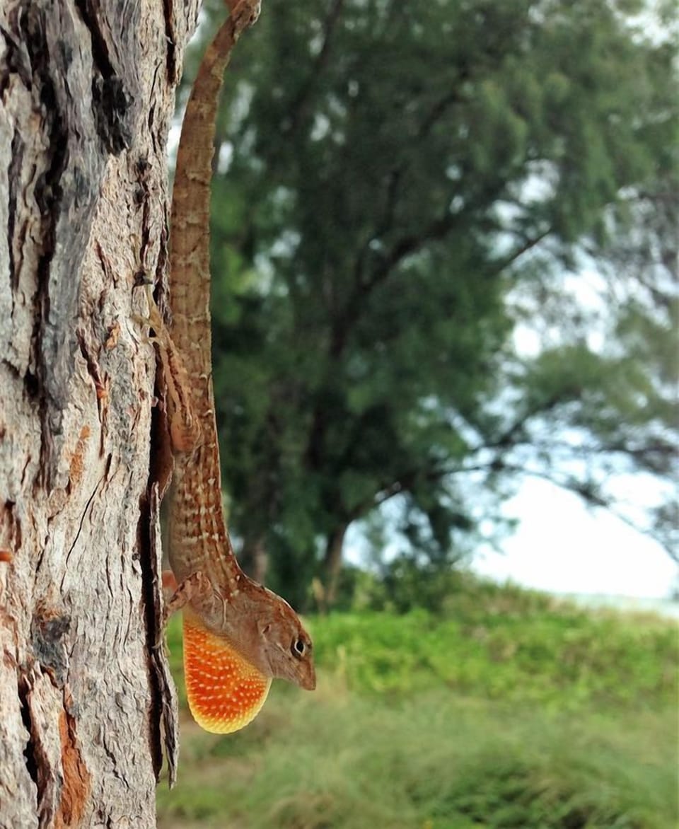 Mr. Lizard, who lives in our trees.