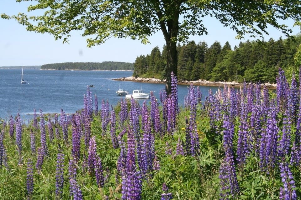 Flood's Cove lupin