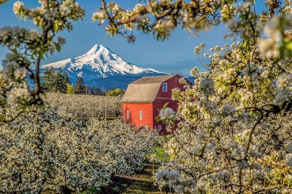 Blossoms in springtime with a view of Mt Hood