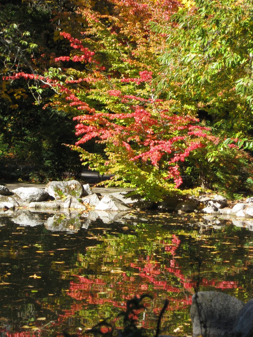 Duck pond spendor in Fall, just below the Elizabethan Theatre.