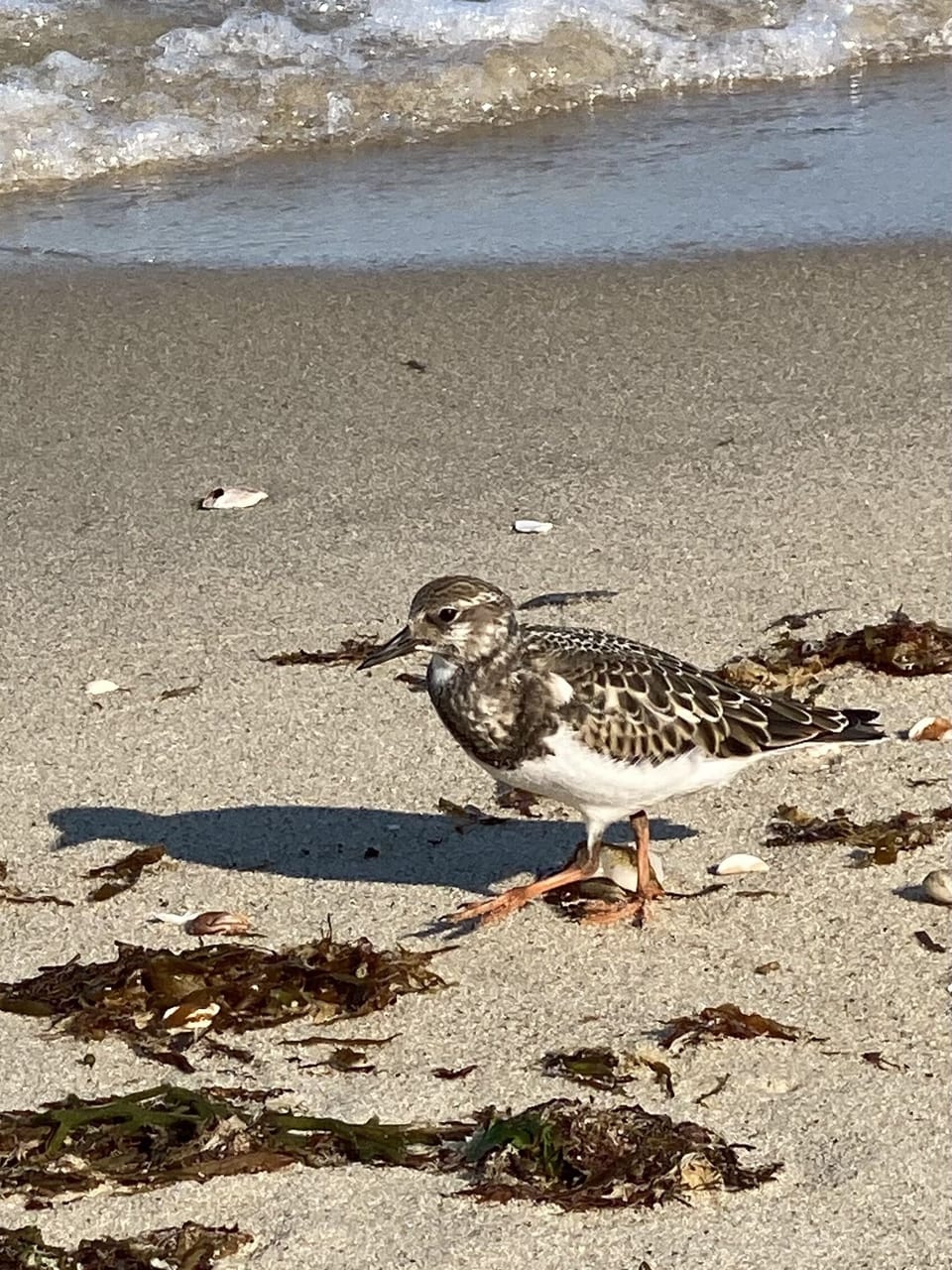 Shorebirds at Inkwell Beach- two blocks.

