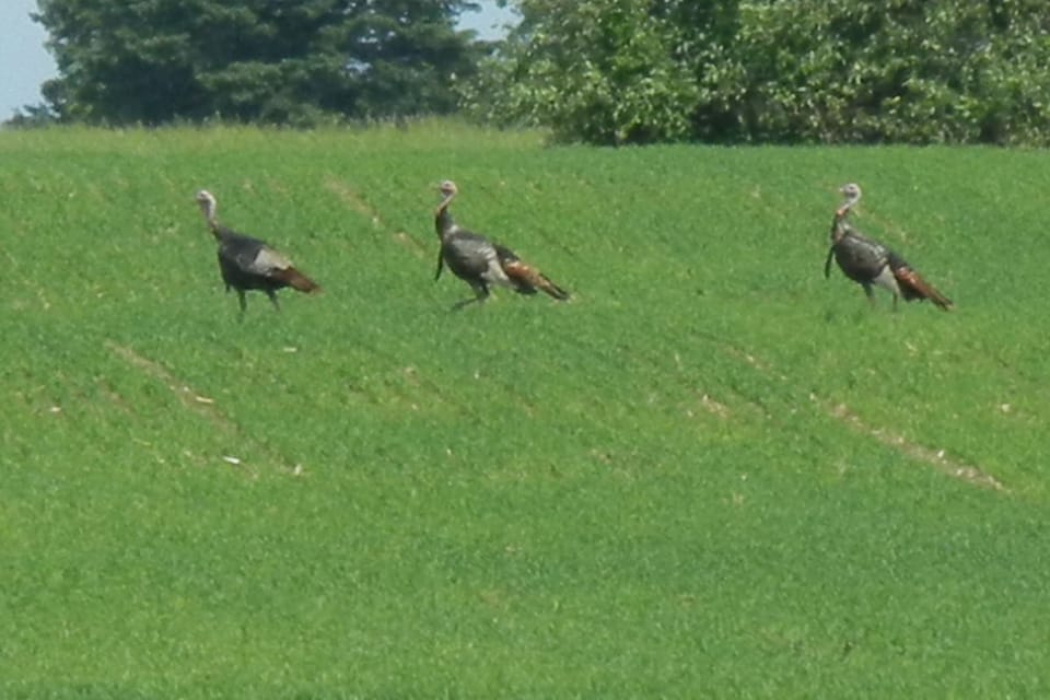 Wild turkeys like the nearby meadows.