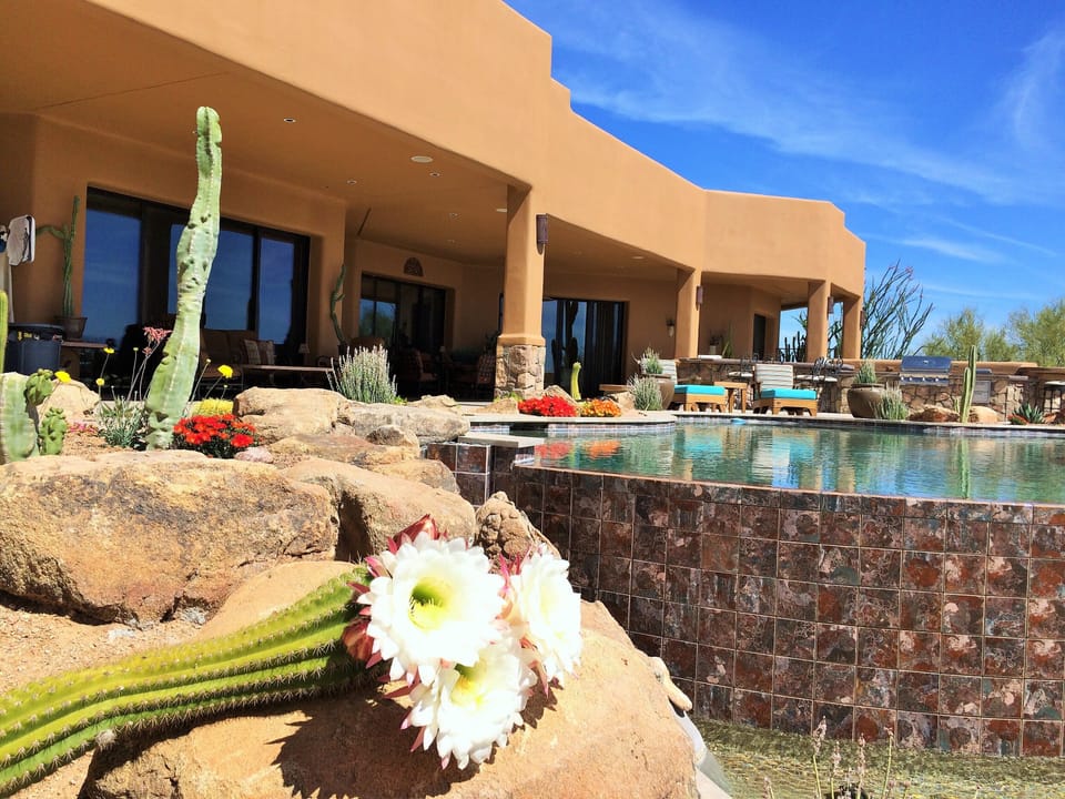 negative edge pool with night blooming cactus