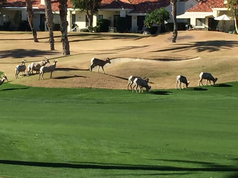 Big Horn Sheep wandering down the fairway as seen from the patio.