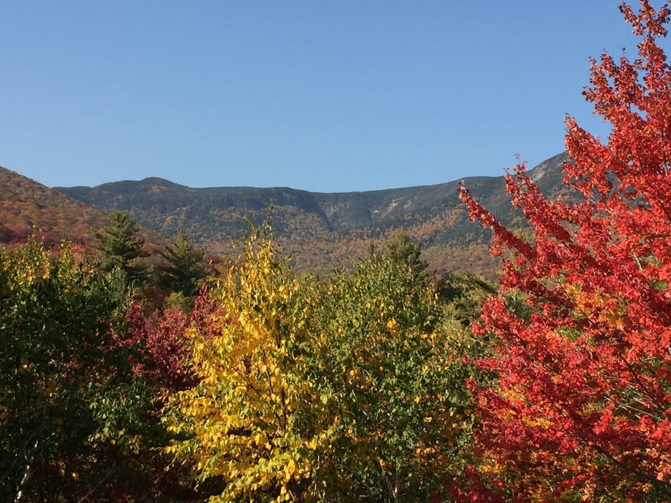 Foliage