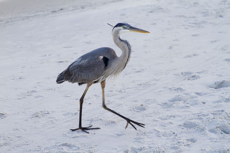 Pretty Birds And Wildlife