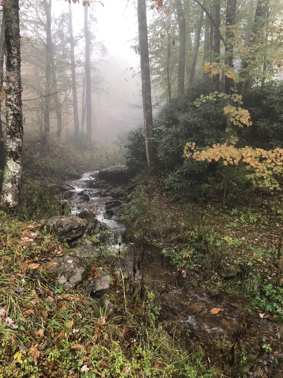 Fall view of Fie Creek from Mountain Creek Cabin. 