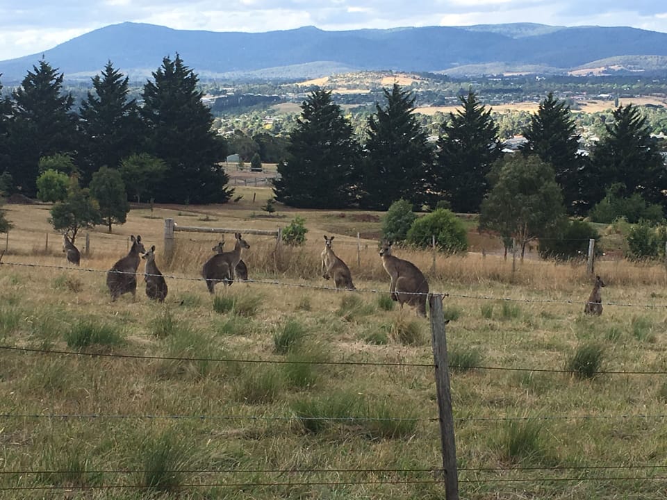 Local kangaroos 